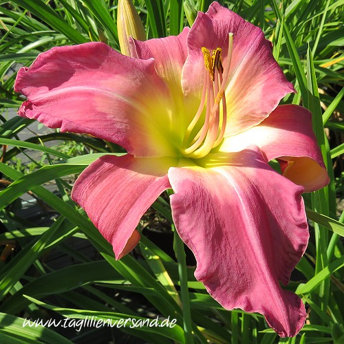 Foto der Tagliliensorte White Eyes Pink Dragon